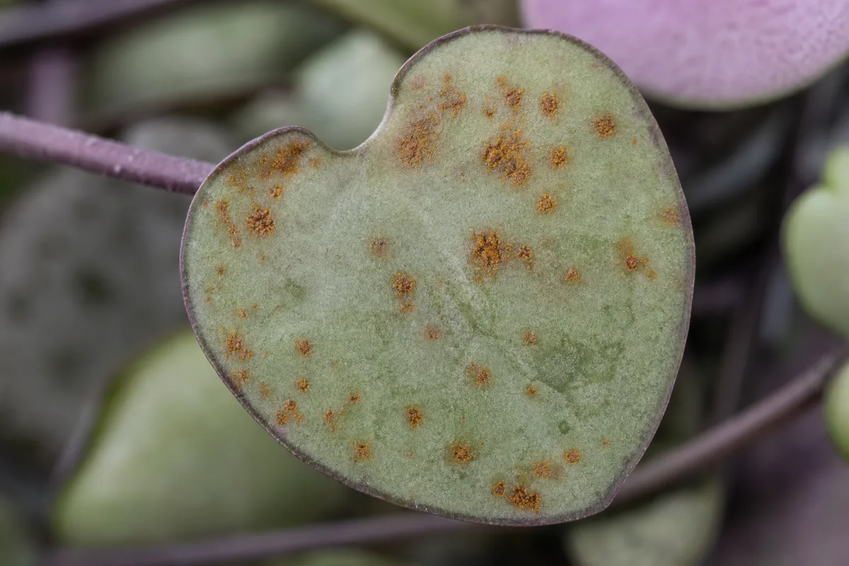 Close-up of Rust Disease on String of Hearts - diagnostic detail