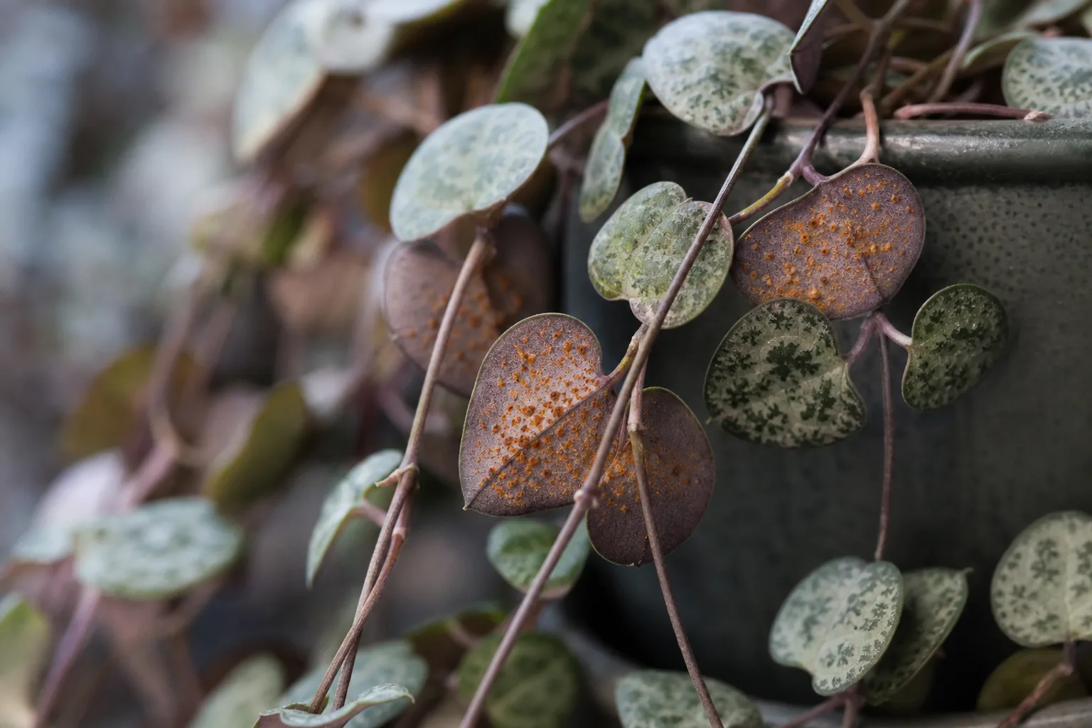 Rust Disease on String of Hearts - visible symptom on the plant