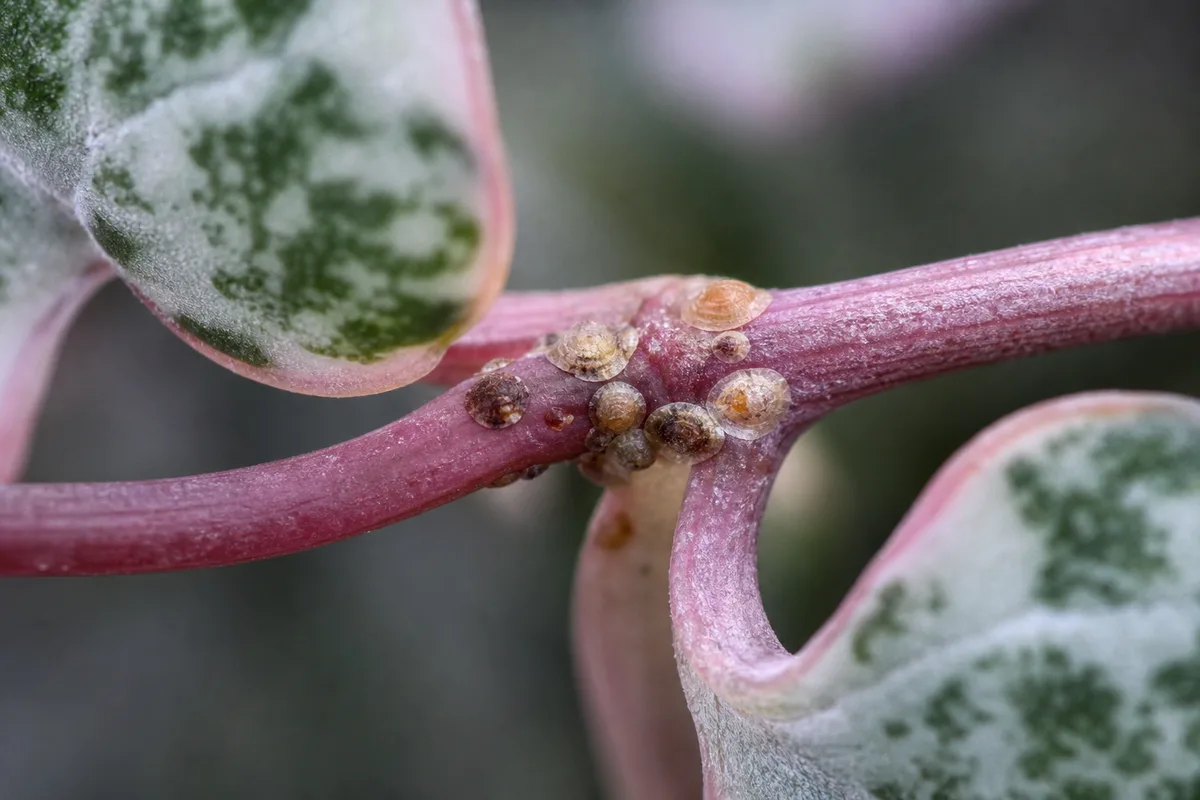 Close-up of Scale Insects on String of Hearts - diagnostic detail