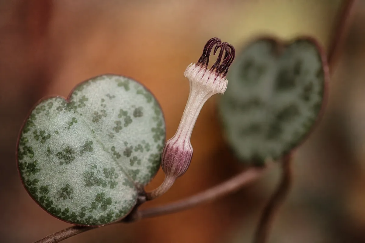 Close-up of Small Flowers on String of Hearts - diagnostic detail