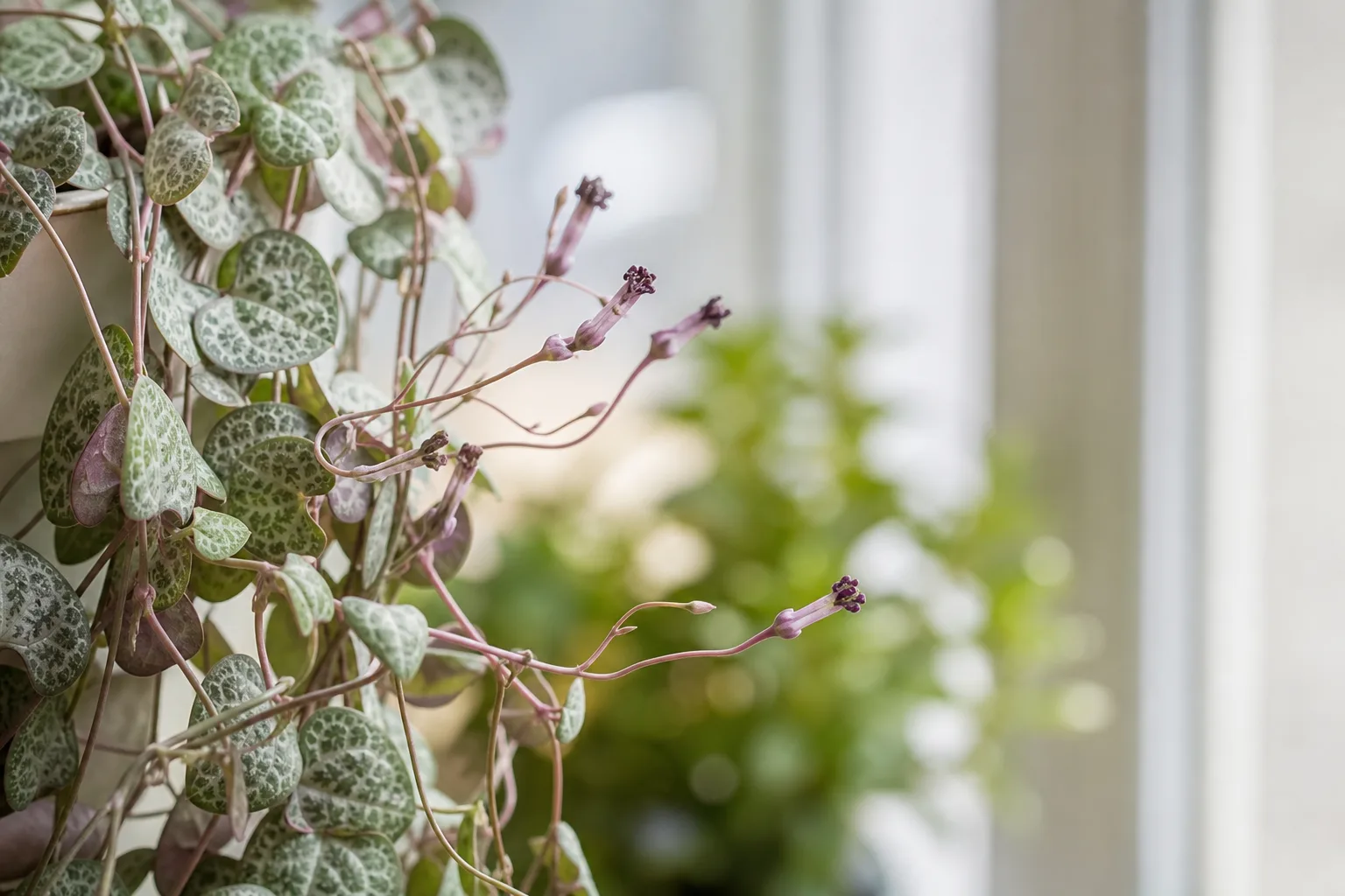 Small Flowers on String of Hearts - visible symptom on the plant