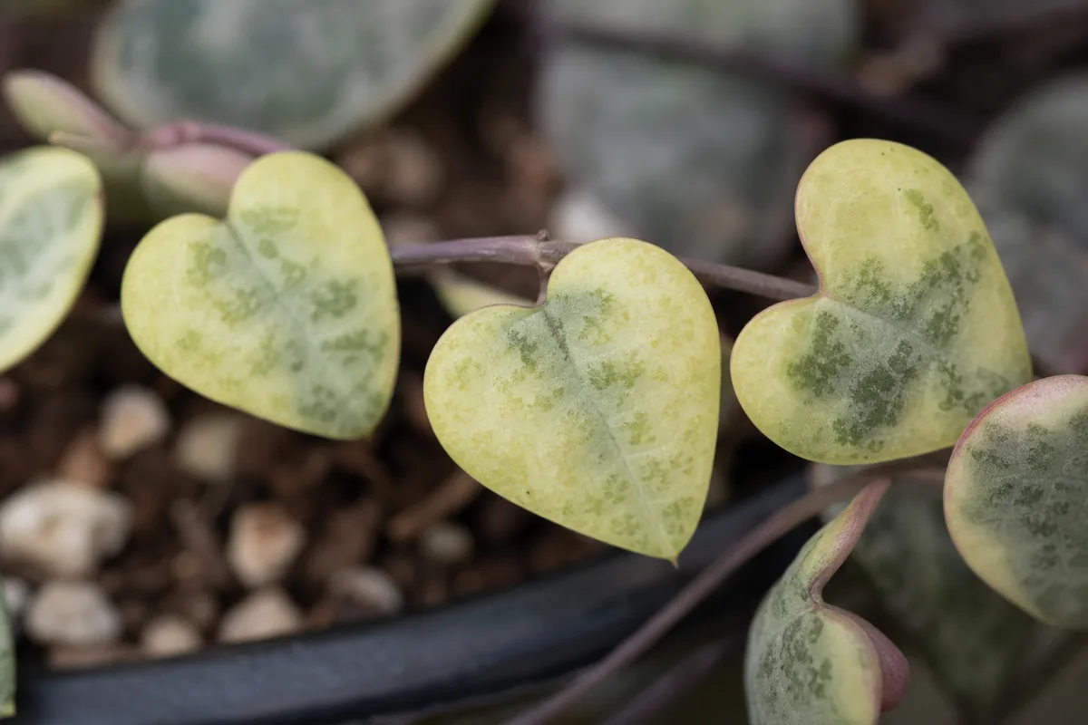 Close-up of Soil Too Acidic on String of Hearts - diagnostic detail