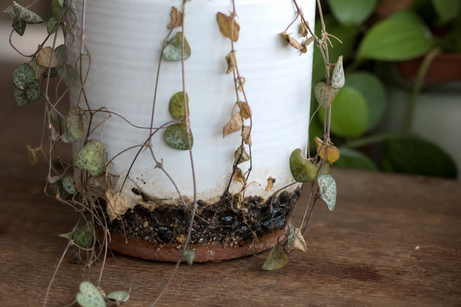 Stem Rot on String of Hearts - visible symptom on the plant