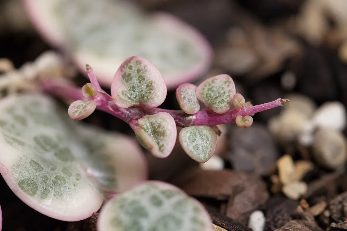 Close-up of Stunted Growth on String of Hearts - diagnostic detail