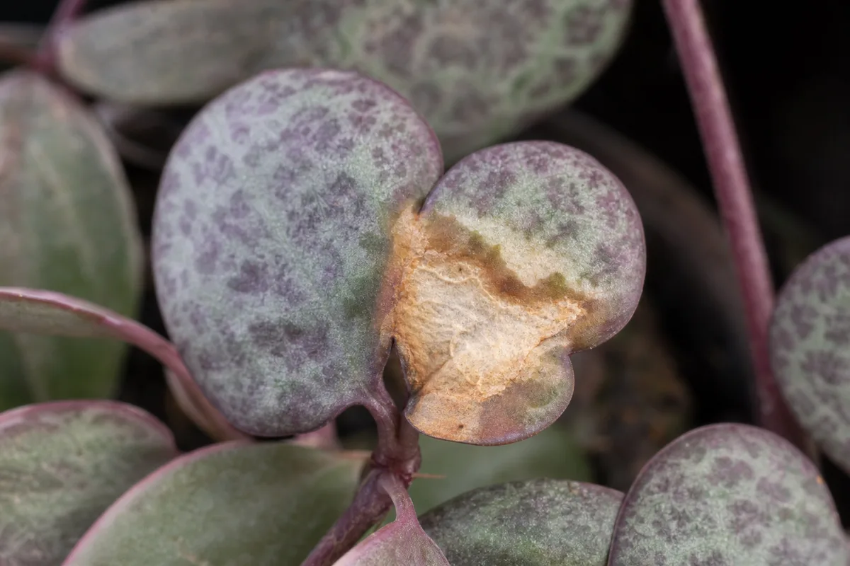 Close-up of Sunburn / Scorched Leaves on String of Hearts - diagnostic detail