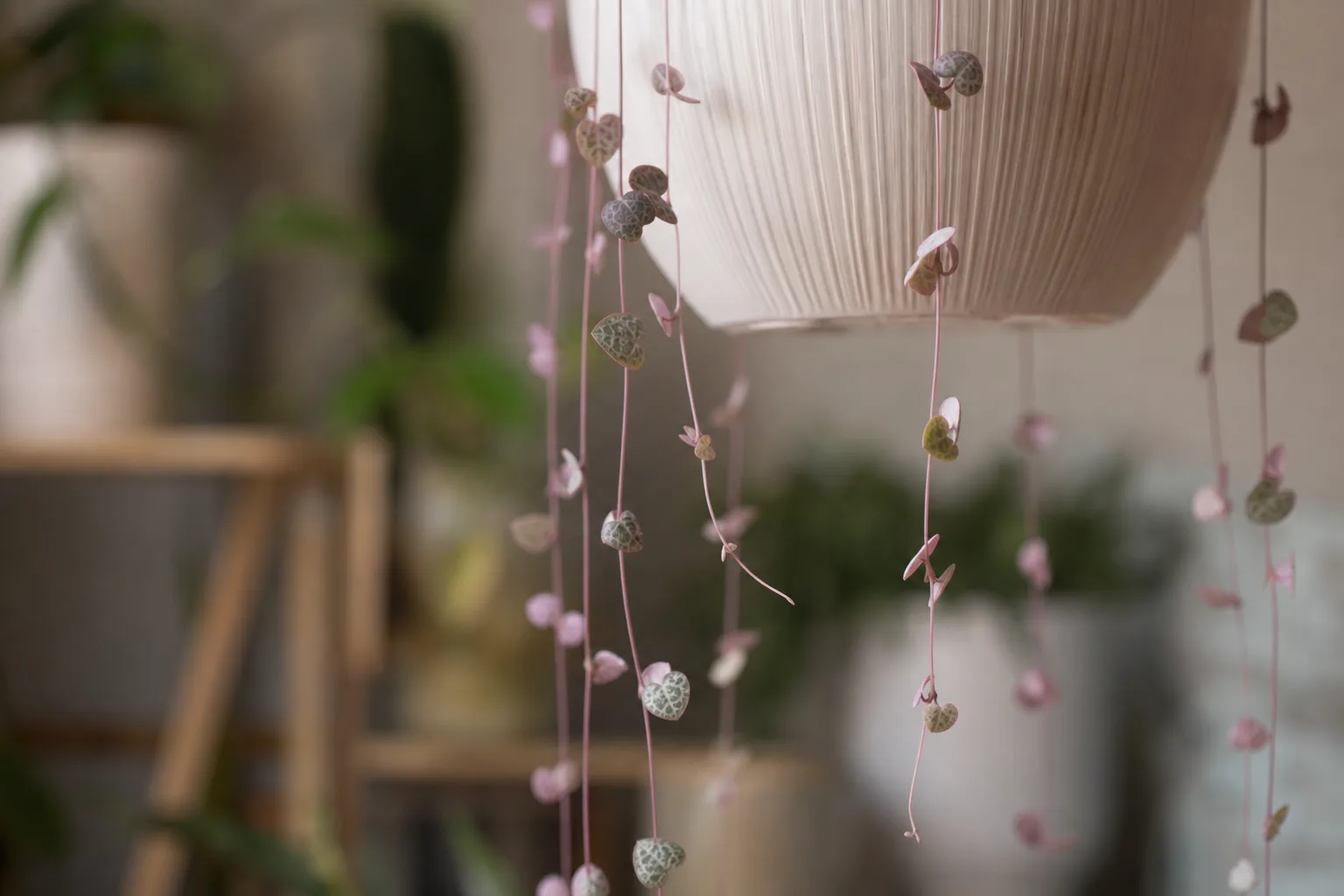Thin Stems on String of Hearts - visible symptom on the plant