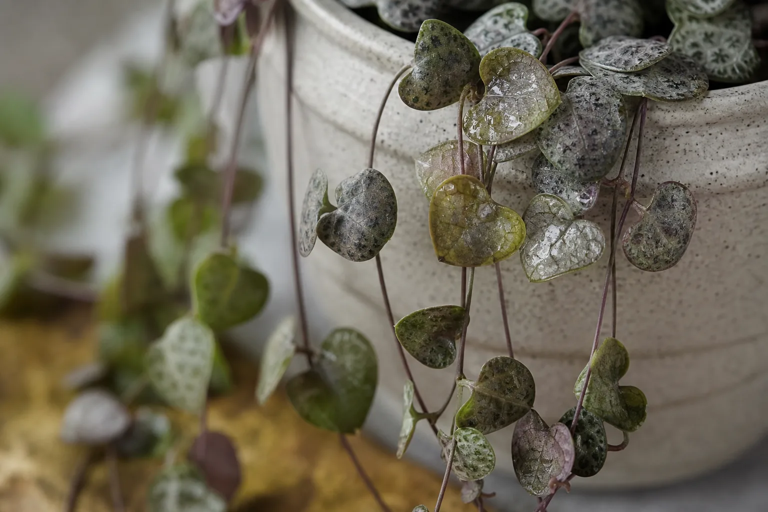 Transparent Leaves on String of Hearts - visible symptom on the plant