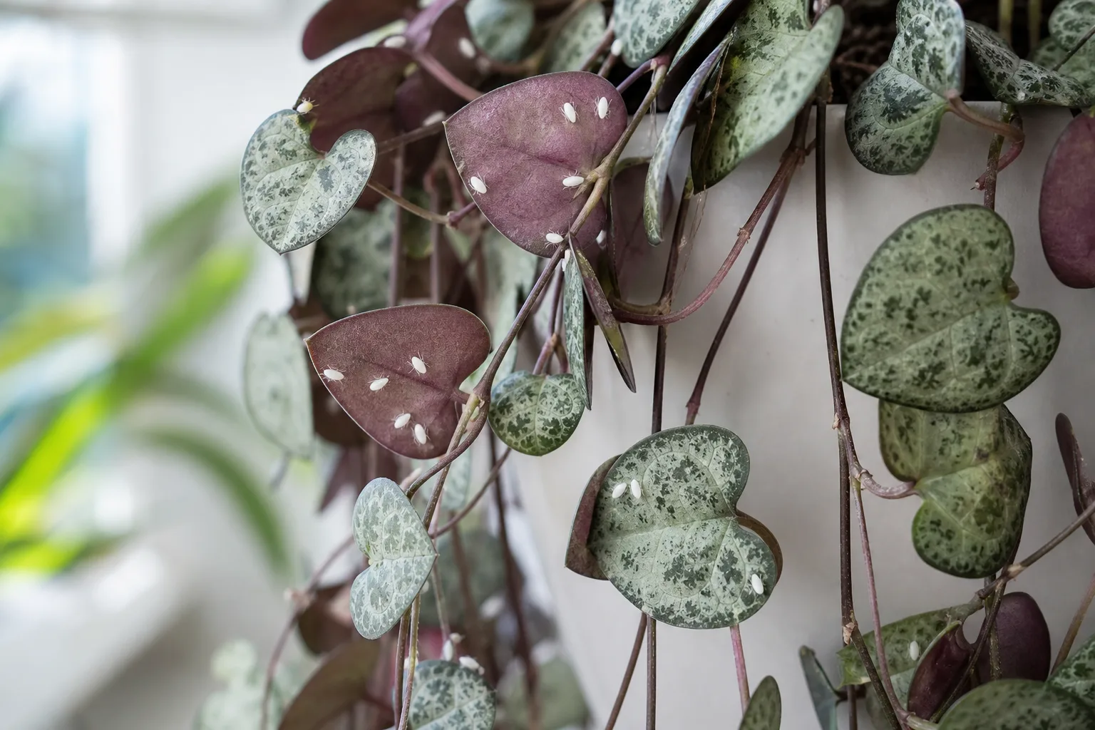 Whiteflies on String of Hearts - visible symptom on the plant