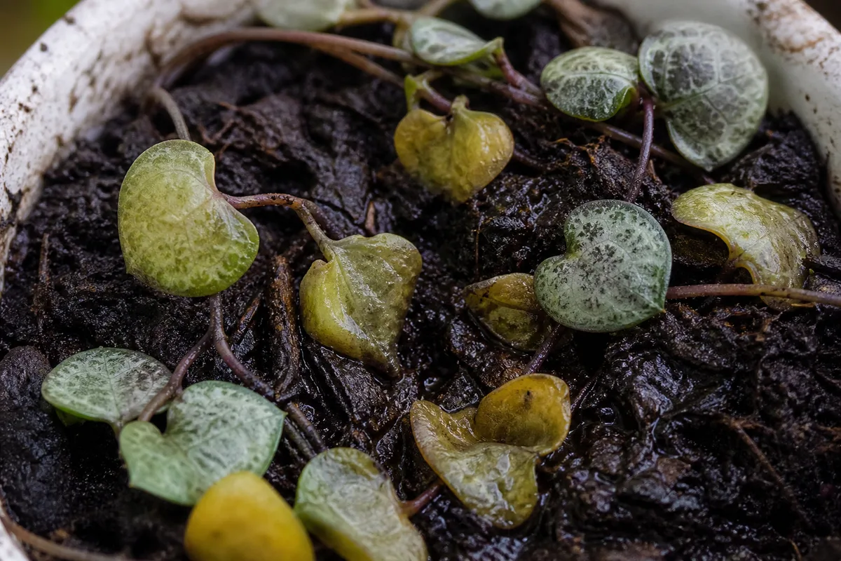 Close-up of Wrong Soil Mix on String of Hearts - diagnostic detail