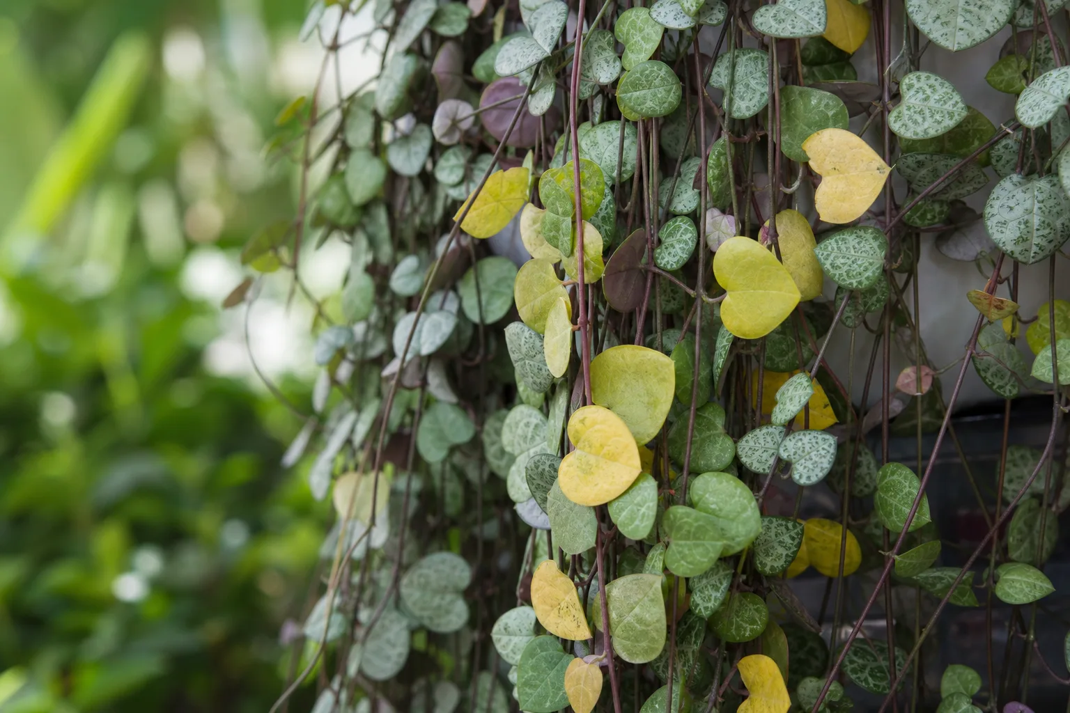 Yellow Leaves on String of Hearts - visible symptom on the plant