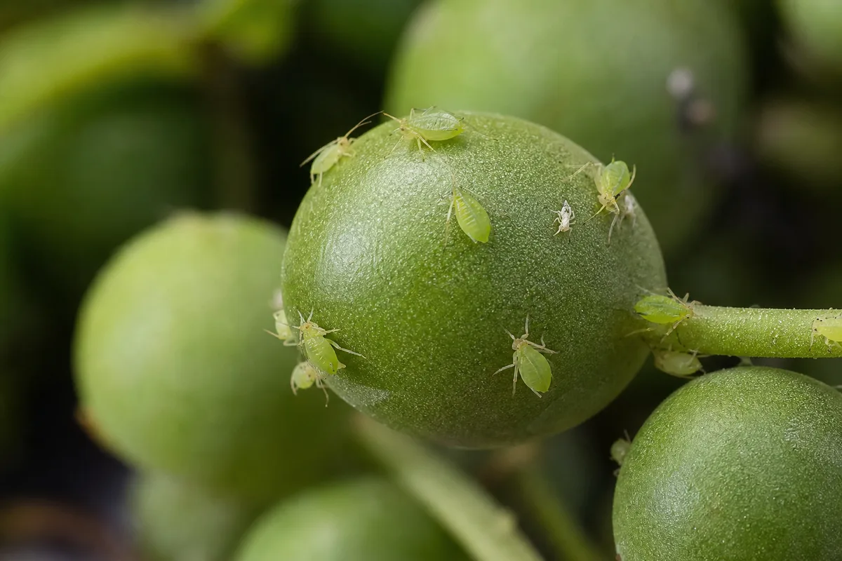 Close-up of Aphids on String of Pearls - diagnostic detail