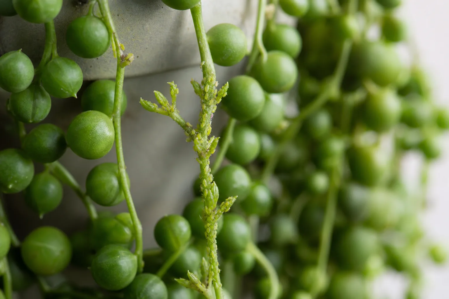 Aphids on String of Pearls - visible symptom on the plant