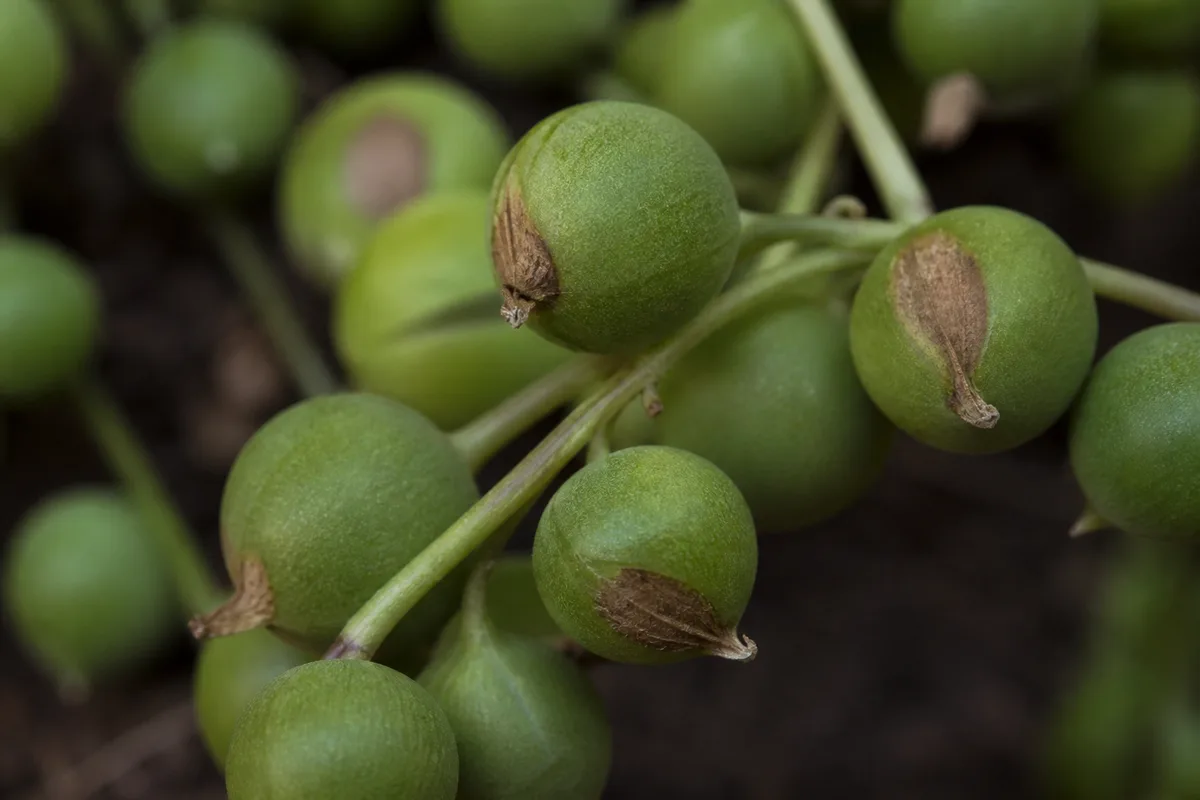 Close-up of Brown Tips on String of Pearls - diagnostic detail