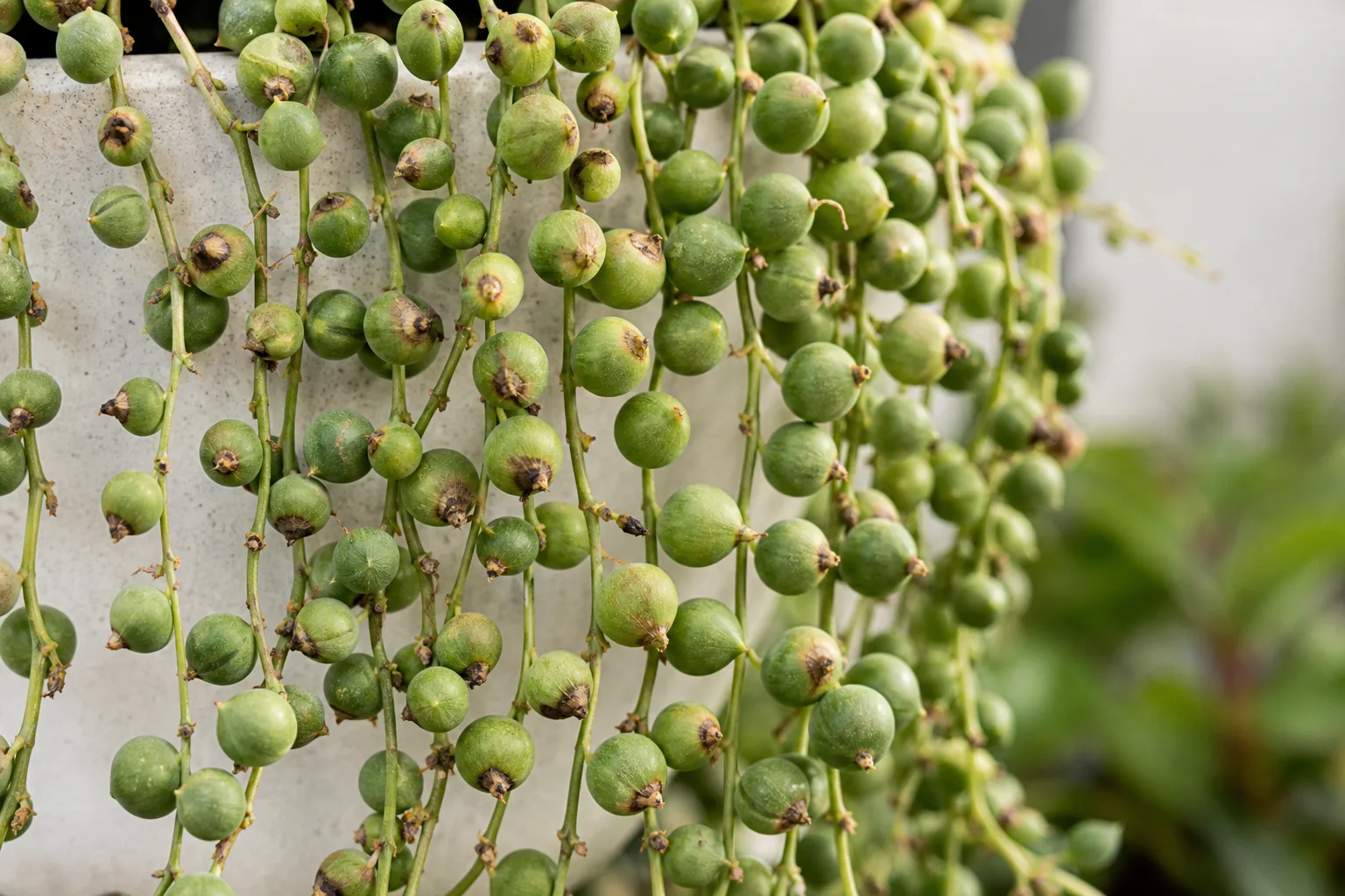 Brown Tips on String of Pearls - visible symptom on the plant