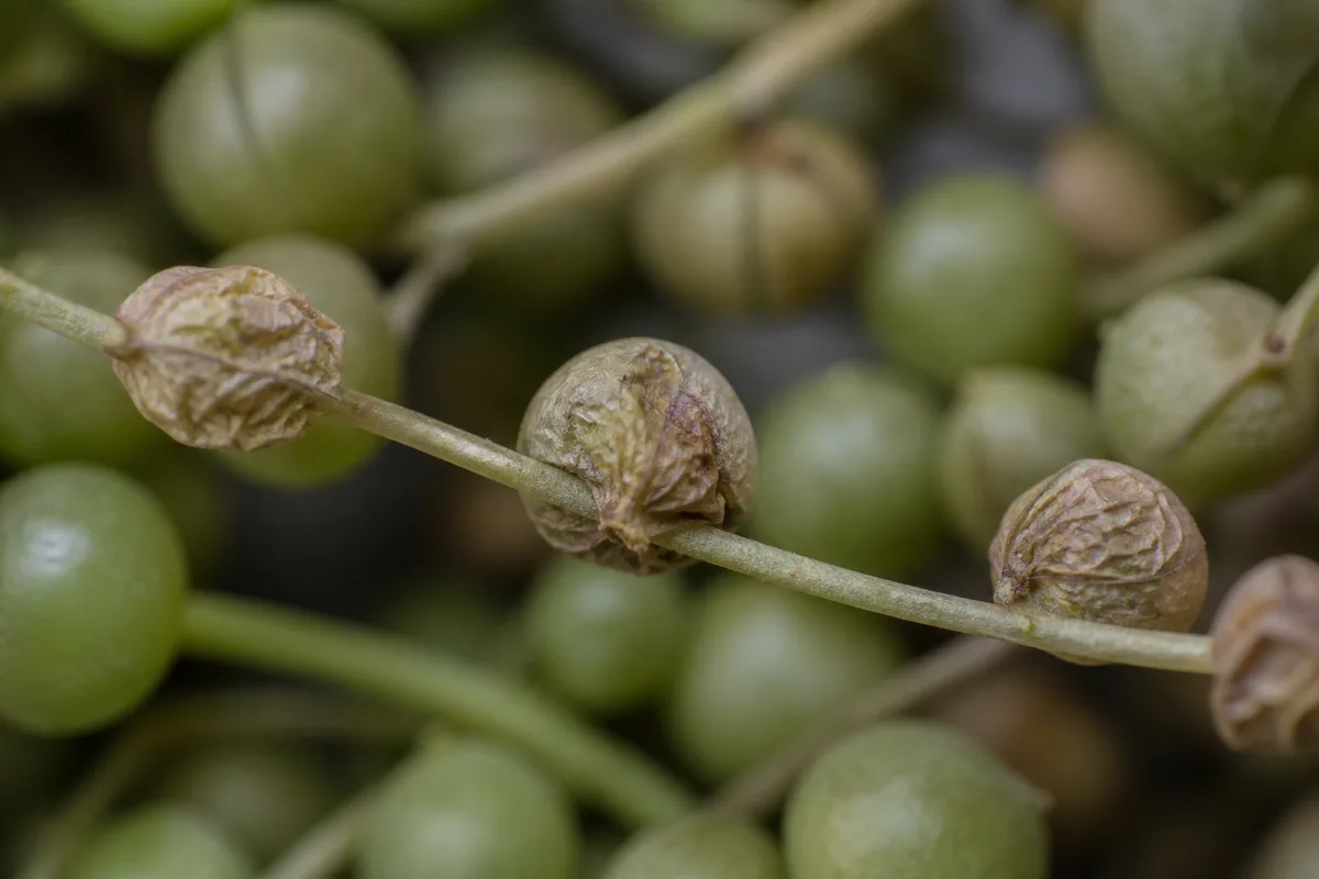 Close-up of Crispy Leaves on String of Pearls - diagnostic detail