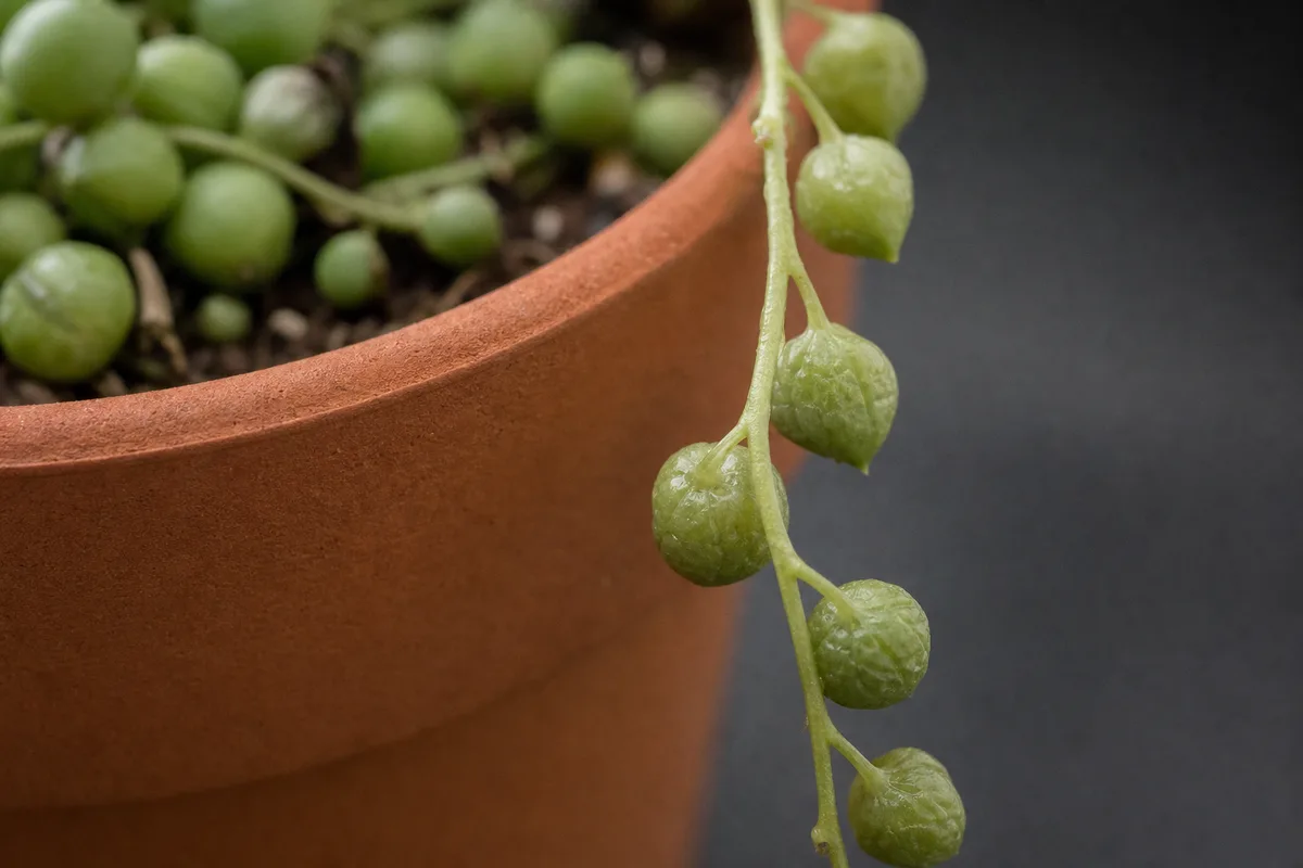 Close-up of Drooping Leaves on String of Pearls - diagnostic detail