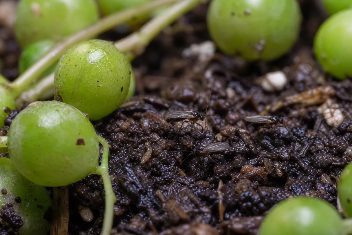 Close-up of Fungus Gnats on String of Pearls - diagnostic detail