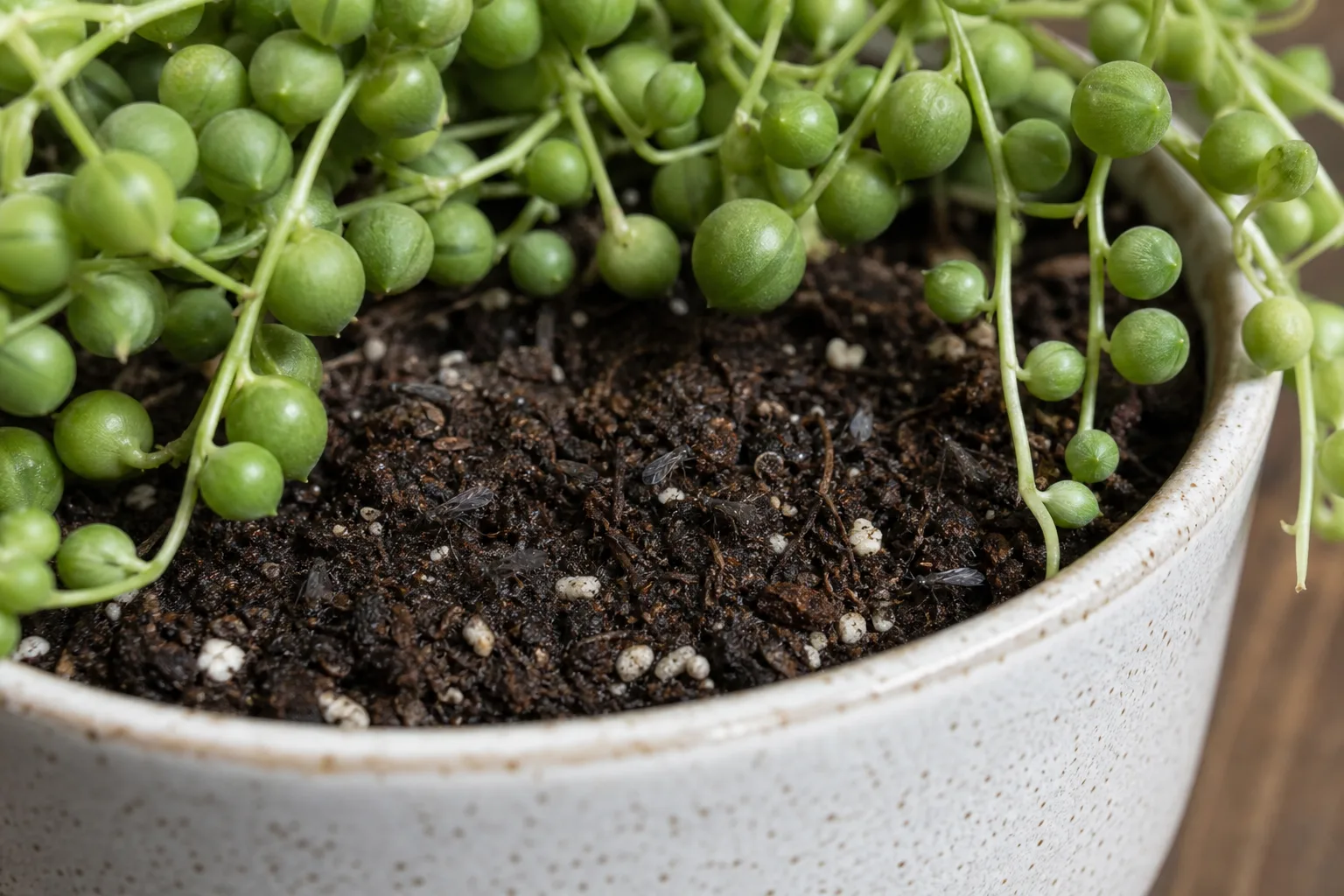 Fungus Gnats on String of Pearls - visible symptom on the plant