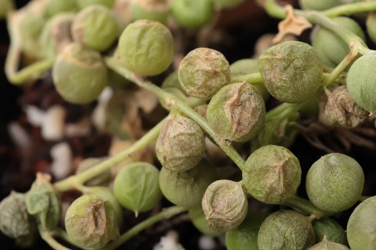 Close-up of Low Humidity on String of Pearls - diagnostic detail
