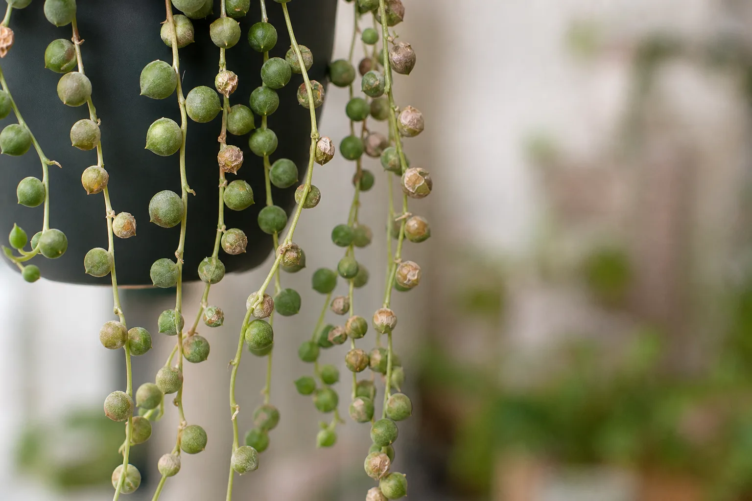 Low Humidity on String of Pearls - visible symptom on the plant