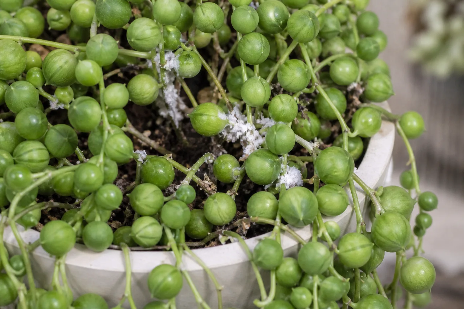 Mealybugs on String of Pearls - visible symptom on the plant