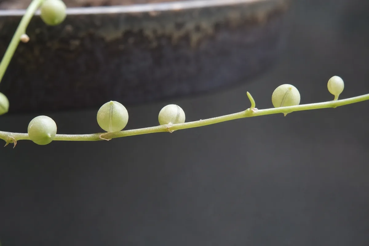 Close-up of Not Enough Light on String of Pearls - diagnostic detail