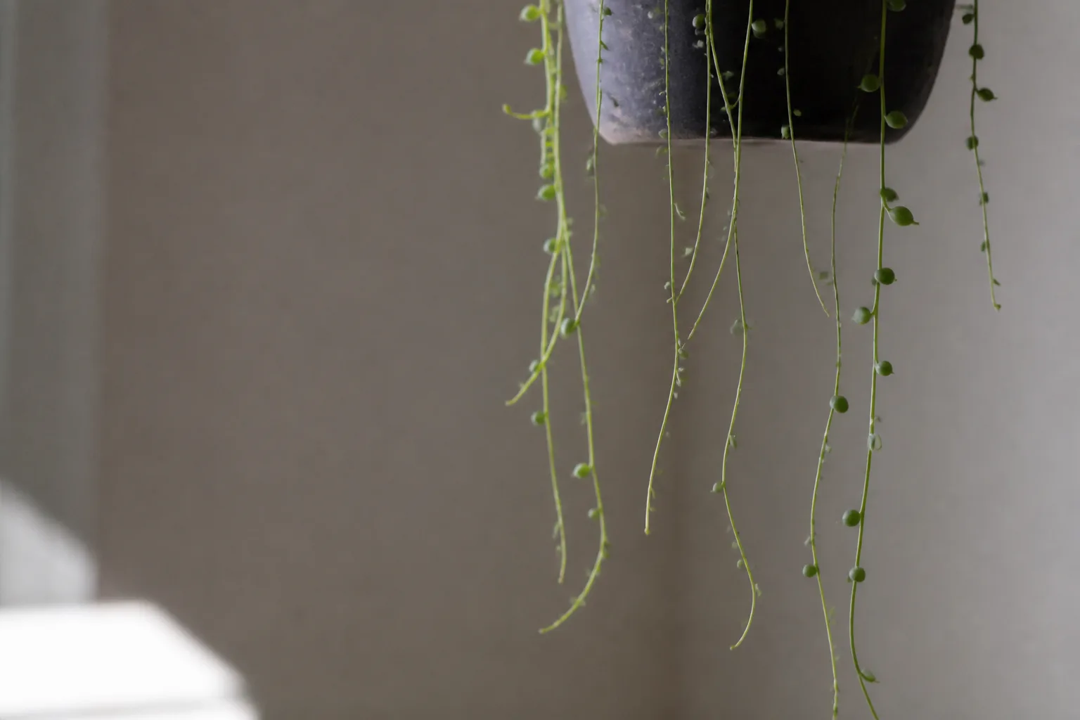 Not Enough Light on String of Pearls - visible symptom on the plant