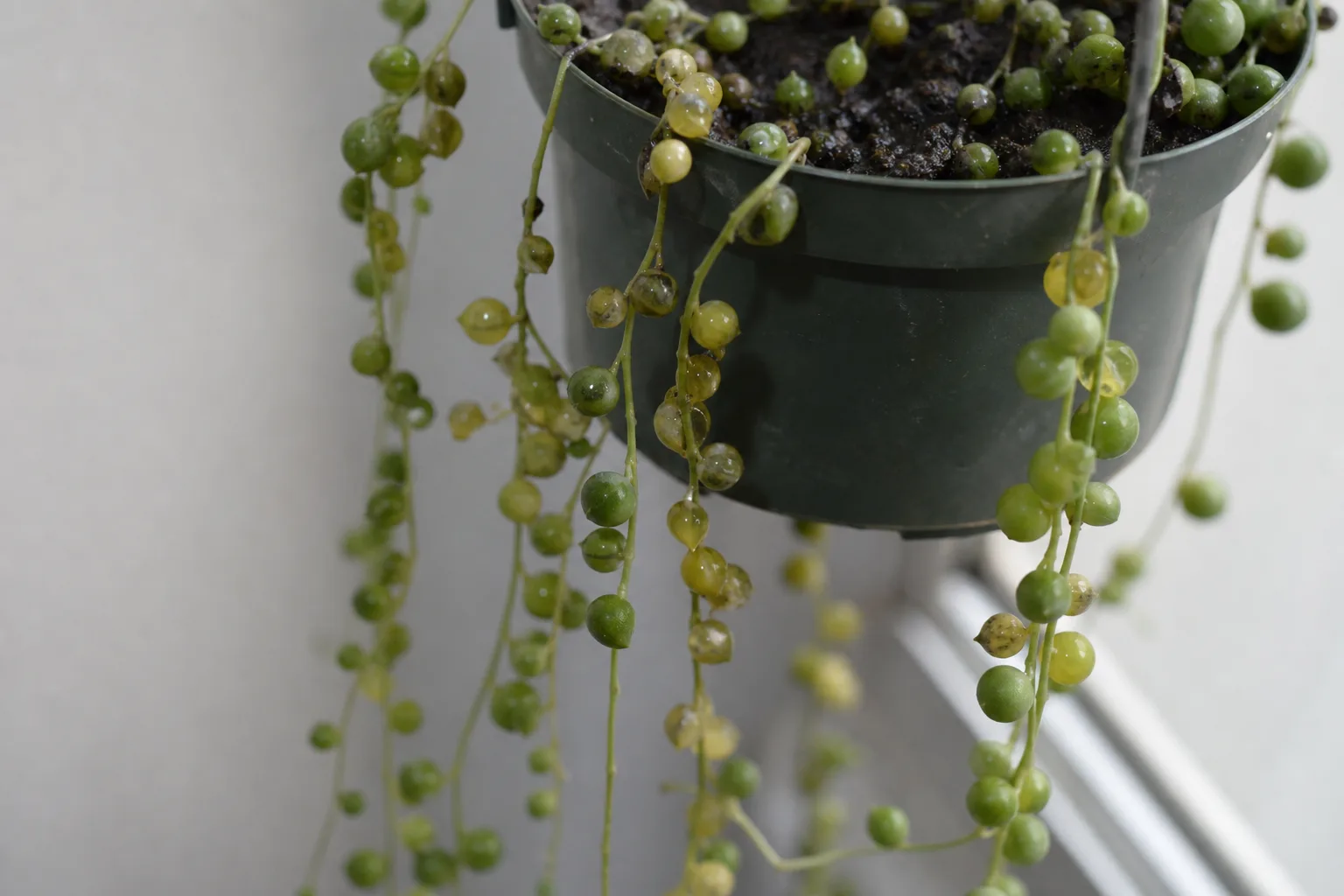 Overwatering on String of Pearls - visible symptom on the plant