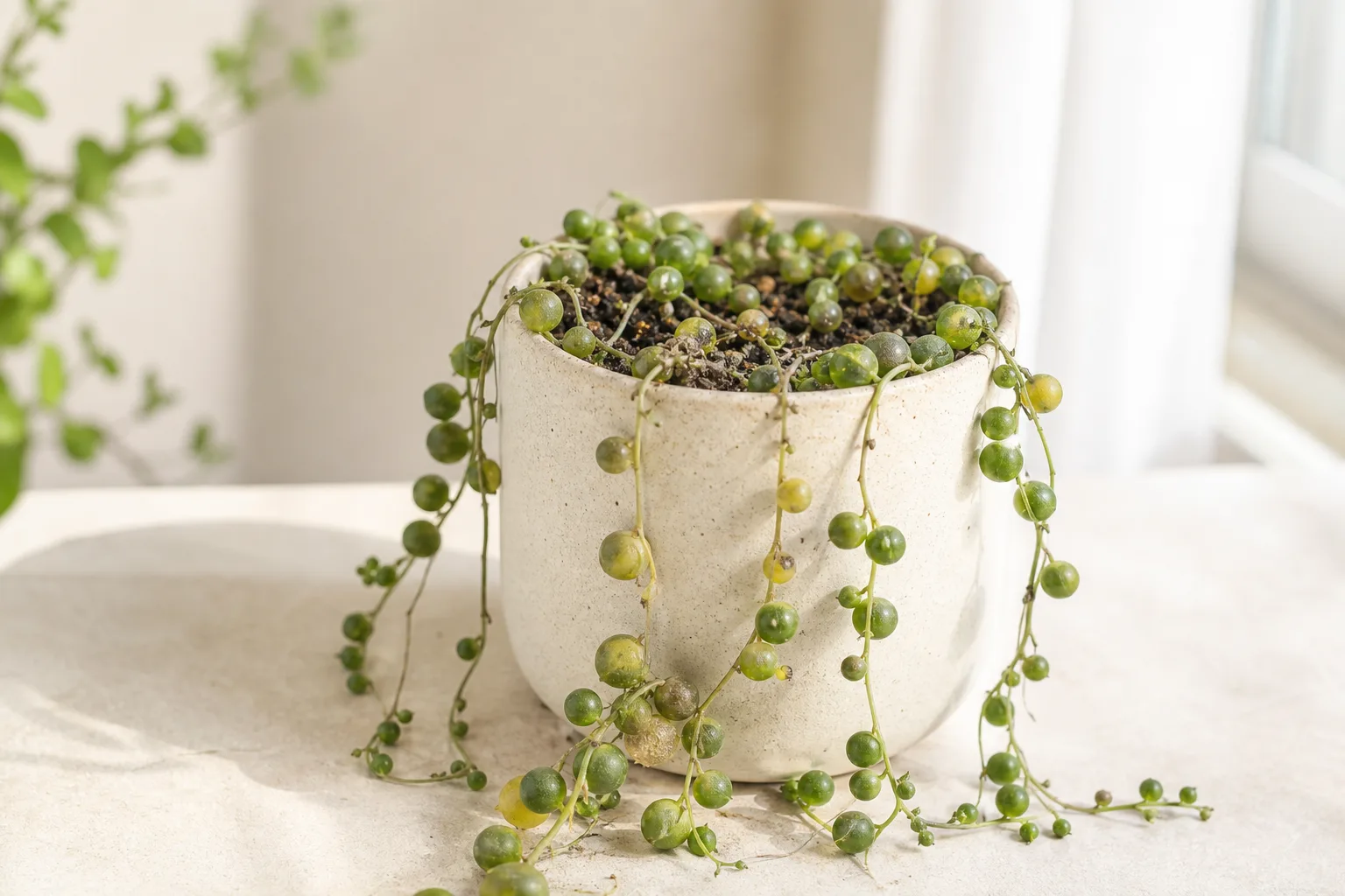 Root Rot on String of Pearls - visible symptom on the plant