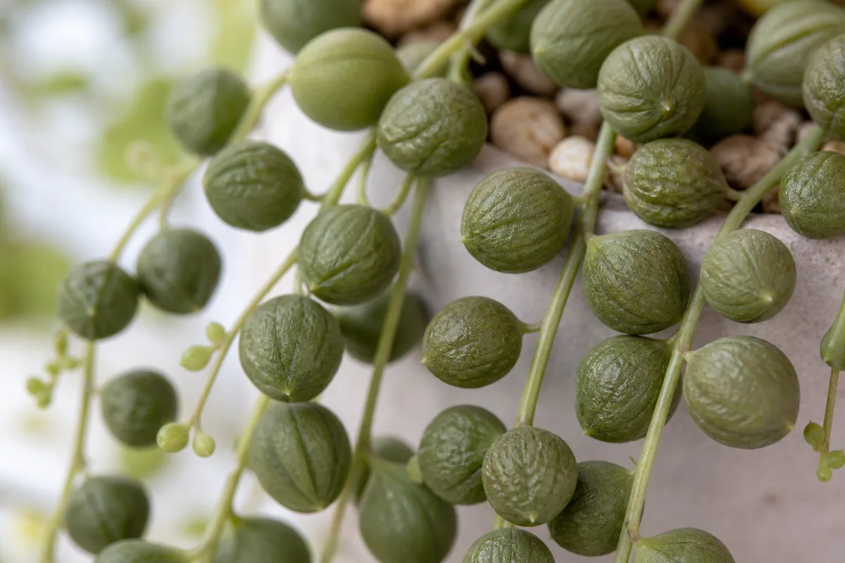 Close-up of Underwatering on String of Pearls - diagnostic detail