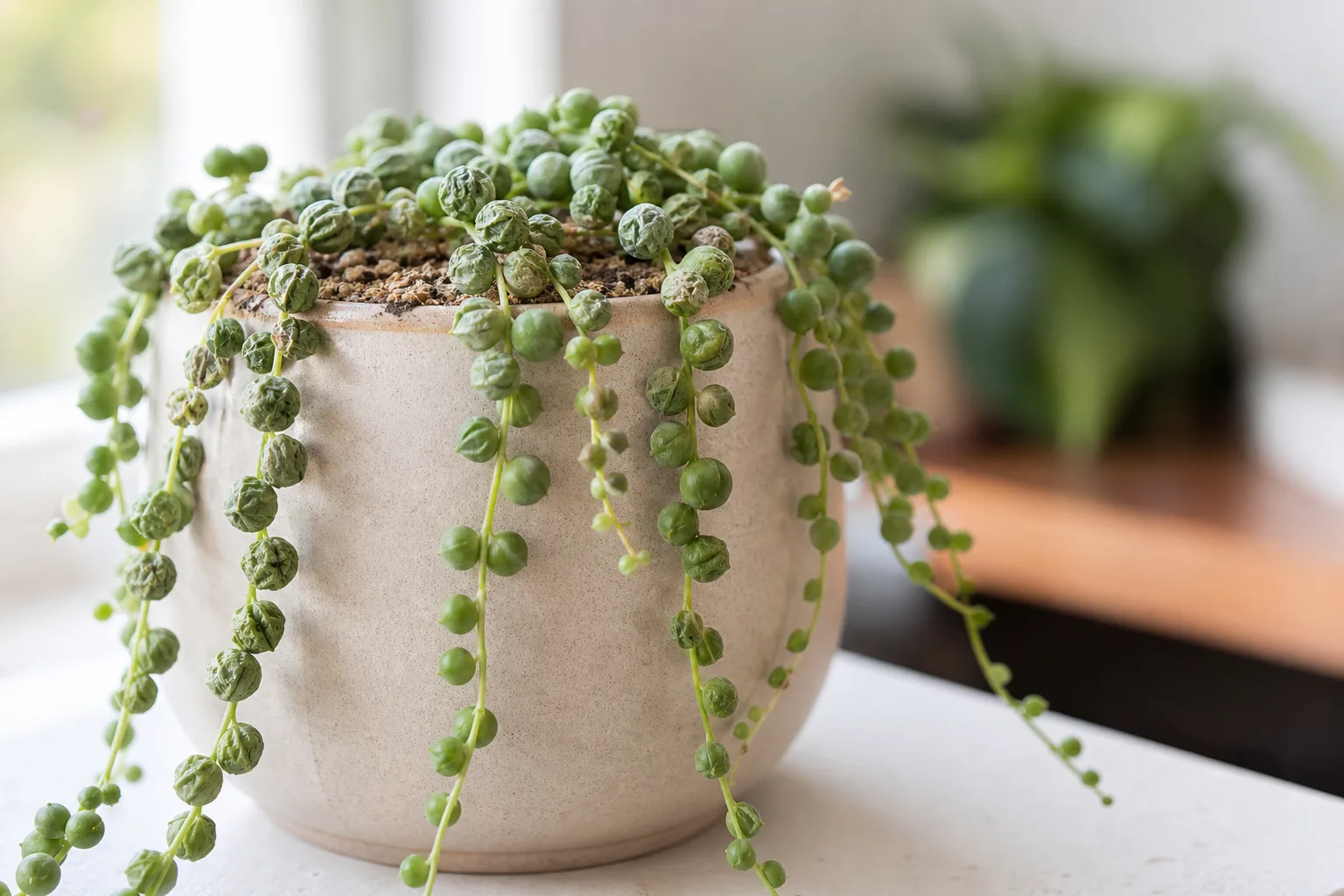 Underwatering on String of Pearls - visible symptom on the plant