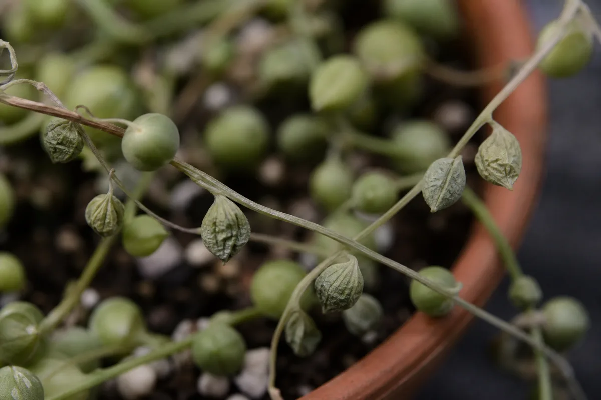 Close-up of Wilting on String of Pearls - diagnostic detail