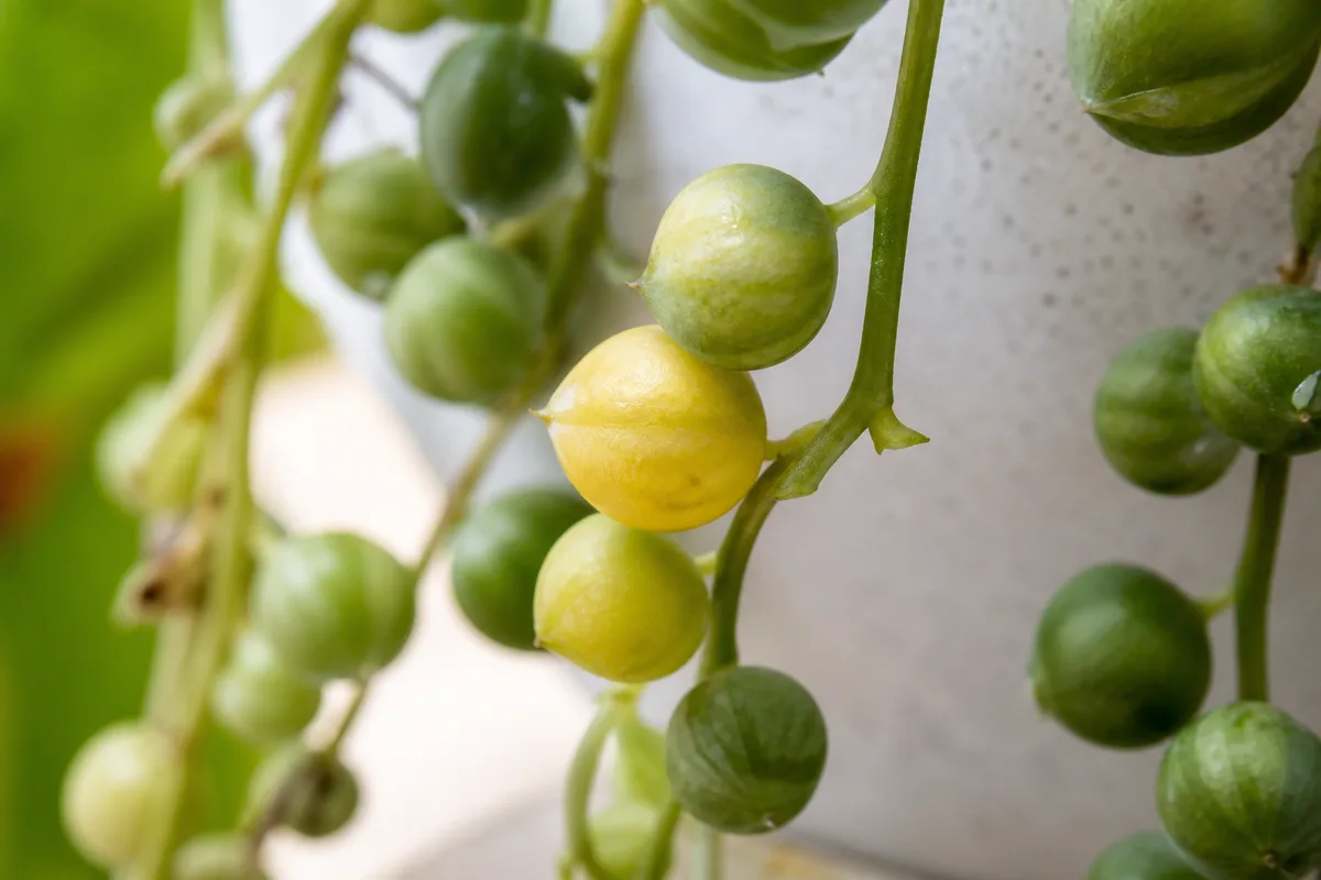 Close-up of Yellow Leaves on String of Pearls - diagnostic detail