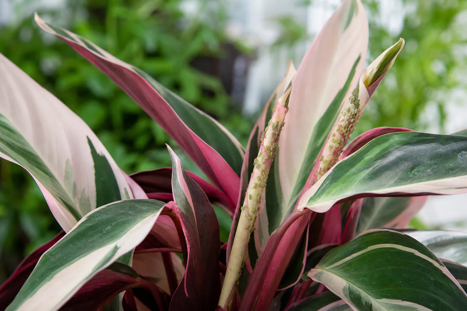 Aphids on Stromanthe Triostar - visible symptom on the plant