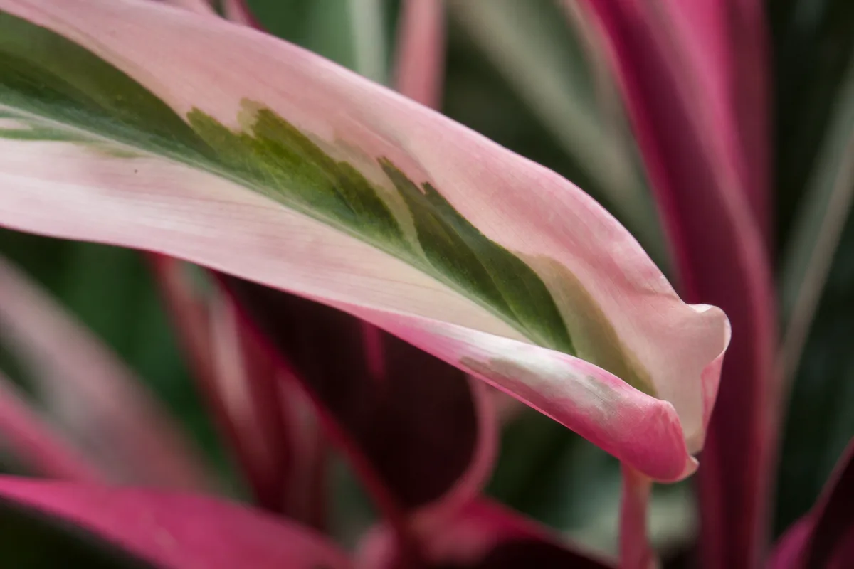 Close-up of Curling Leaves on Stromanthe Triostar - diagnostic detail