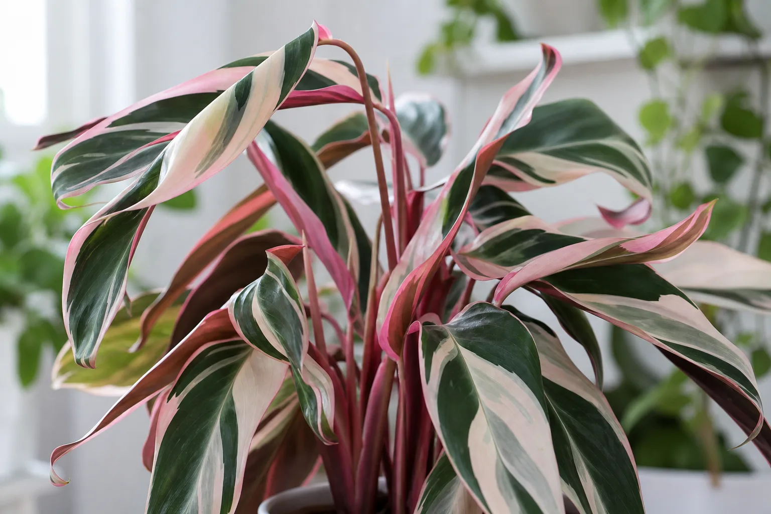 Curling Leaves on Stromanthe Triostar - visible symptom on the plant