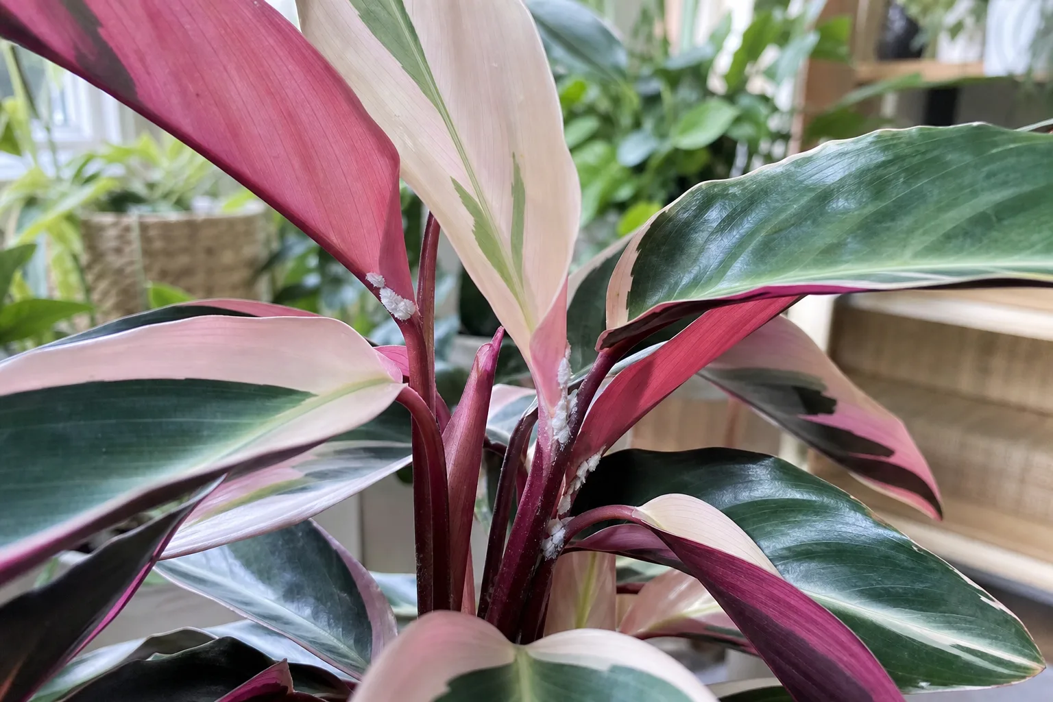 Mealybugs on Stromanthe Triostar - visible symptom on the plant