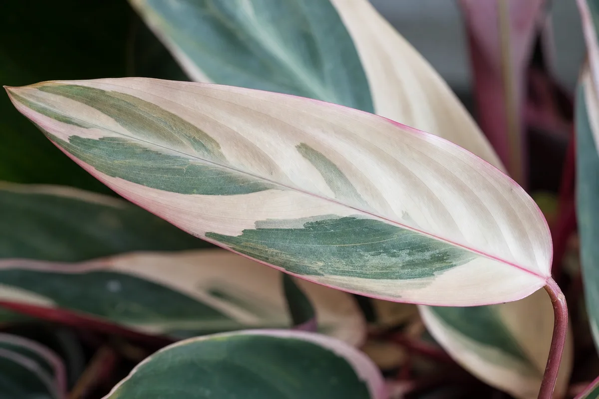 Close-up of Not Enough Light on Stromanthe Triostar - diagnostic detail