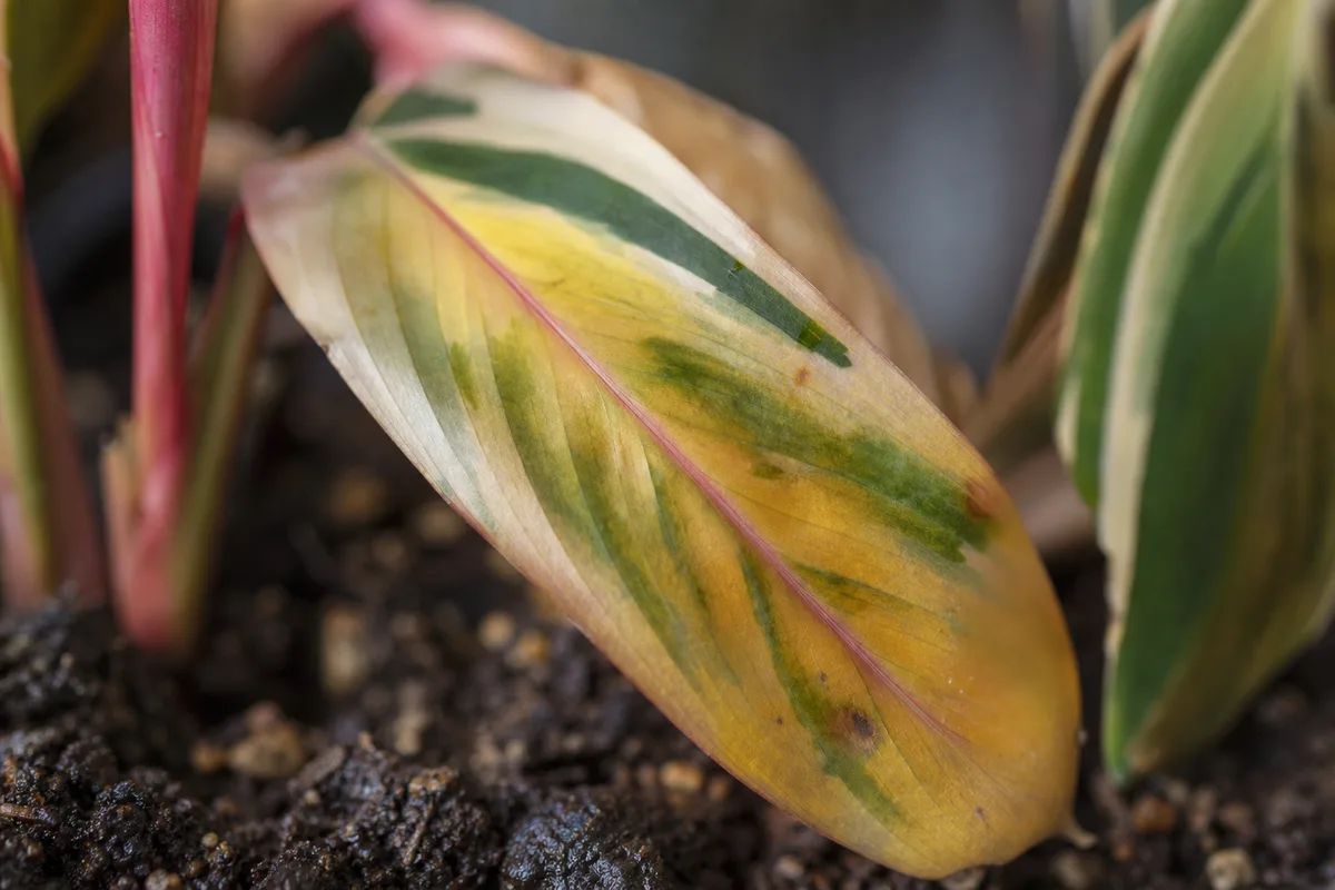 Close-up of Overwatering on Stromanthe Triostar - diagnostic detail