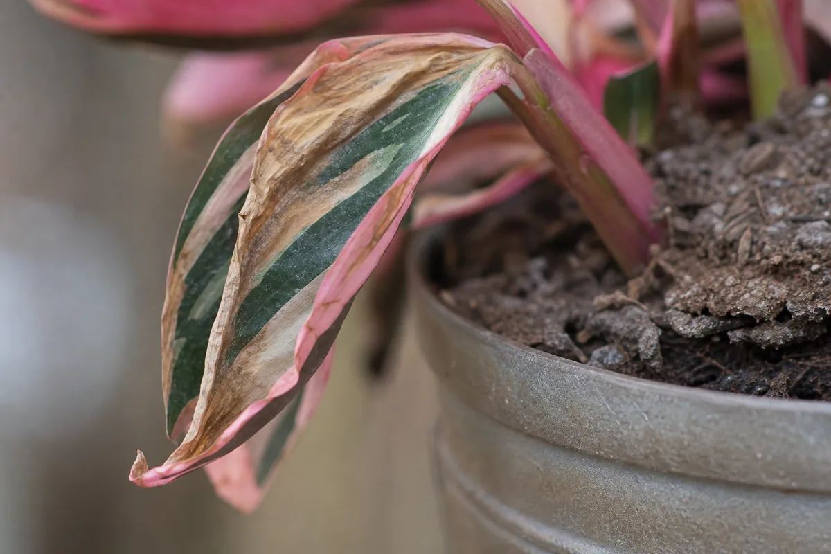 Close-up of Underwatering on Stromanthe Triostar - diagnostic detail