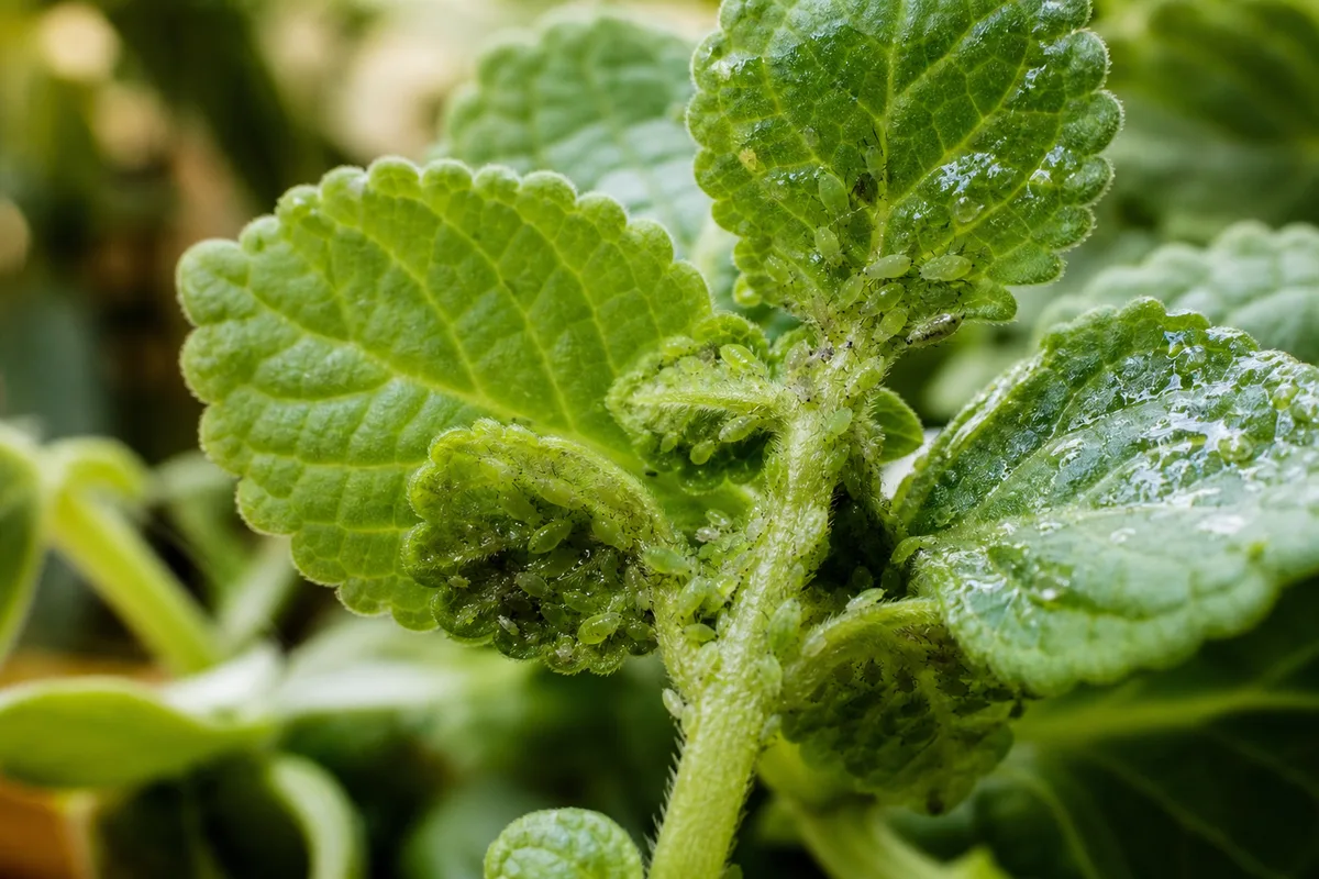 Close-up of Aphids on Swedish Ivy - diagnostic detail