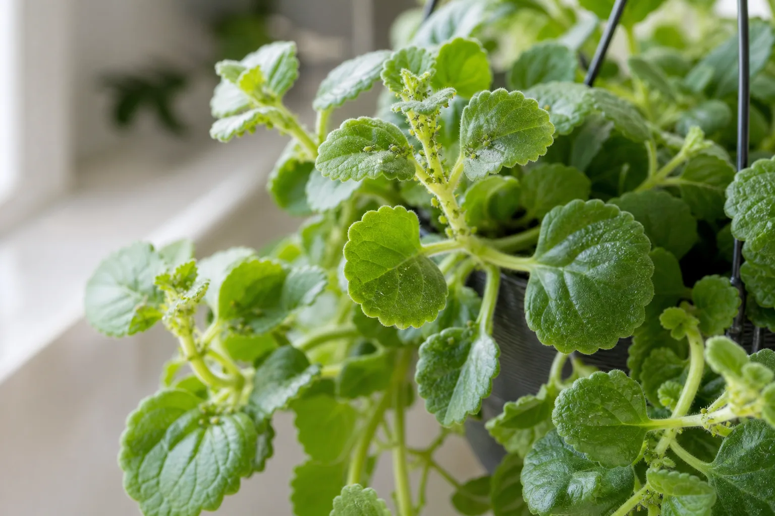 Aphids on Swedish Ivy - visible symptom on the plant