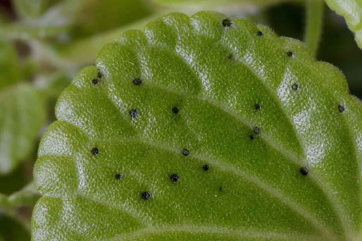 Close-up of Black Spots on Swedish Ivy - diagnostic detail