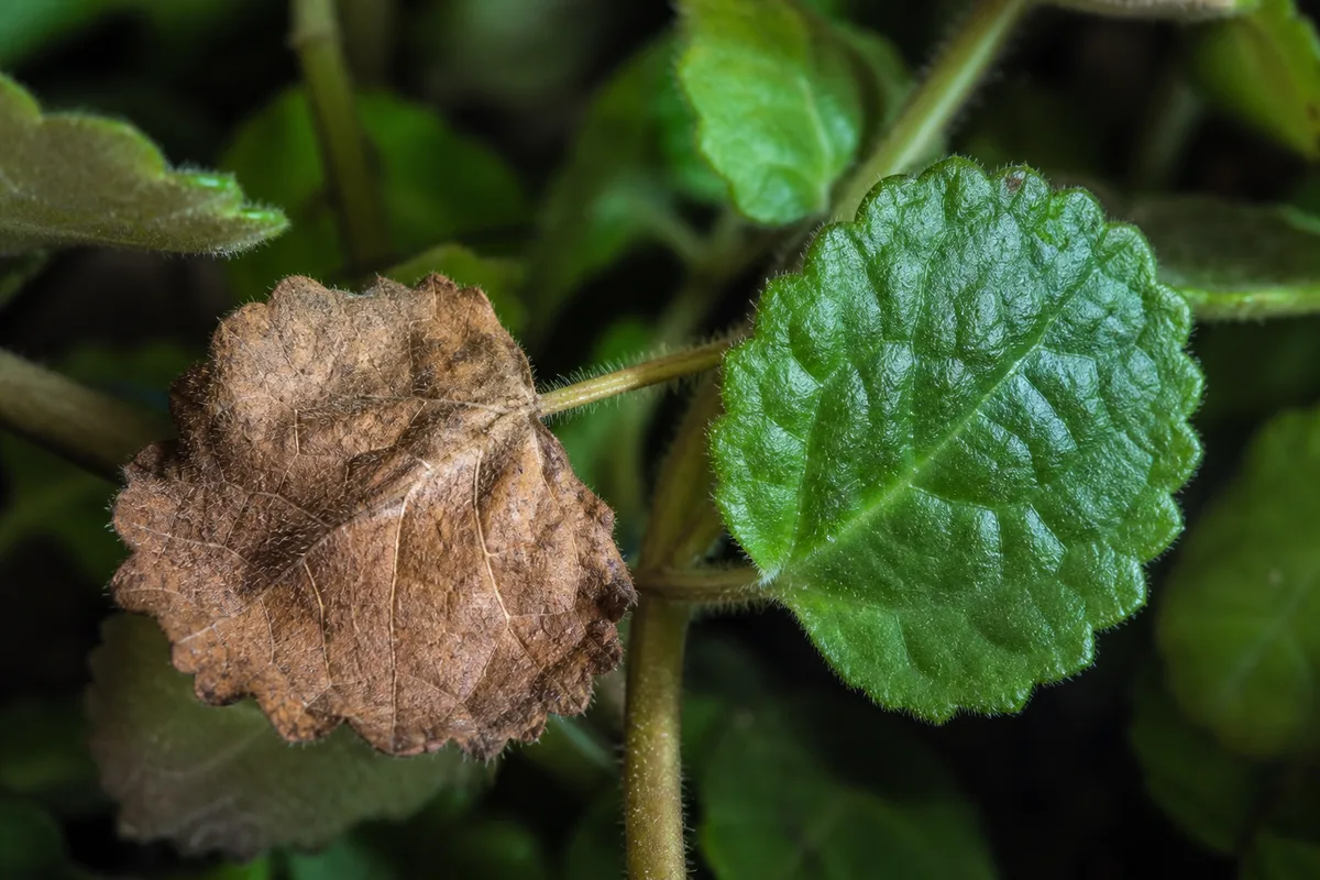 Close-up of Brown Leaves on Swedish Ivy - diagnostic detail