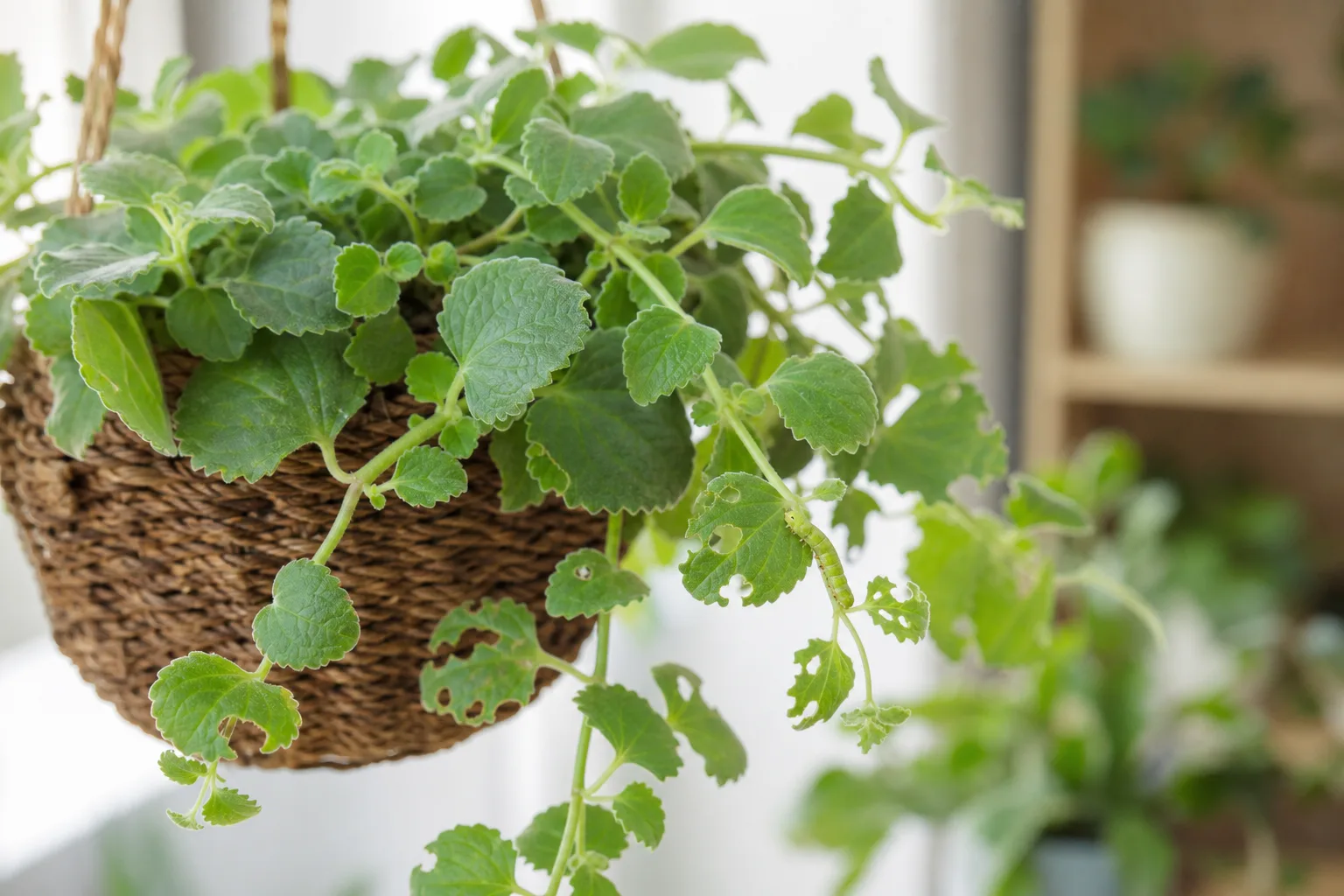 Caterpillars on Swedish Ivy - visible symptom on the plant