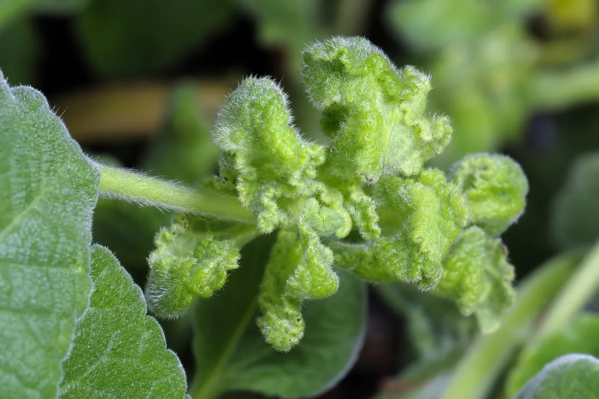 Close-up of Deformed New Growth on Swedish Ivy - diagnostic detail