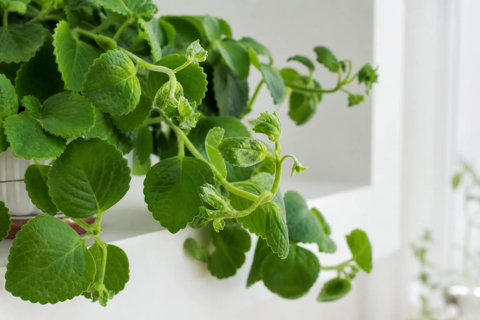 Deformed New Growth on Swedish Ivy - visible symptom on the plant