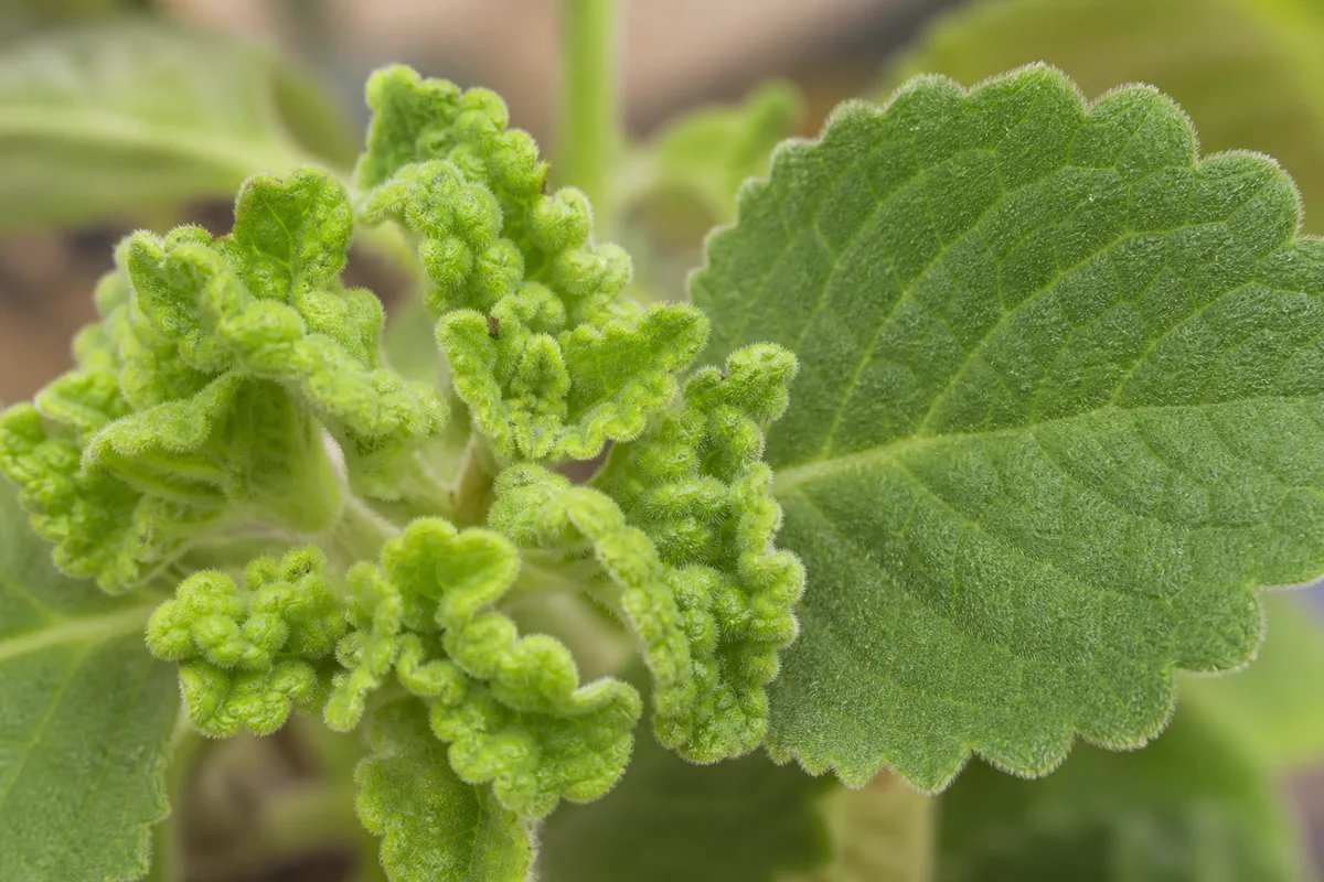 Close-up of Distorted Leaves on Swedish Ivy - diagnostic detail