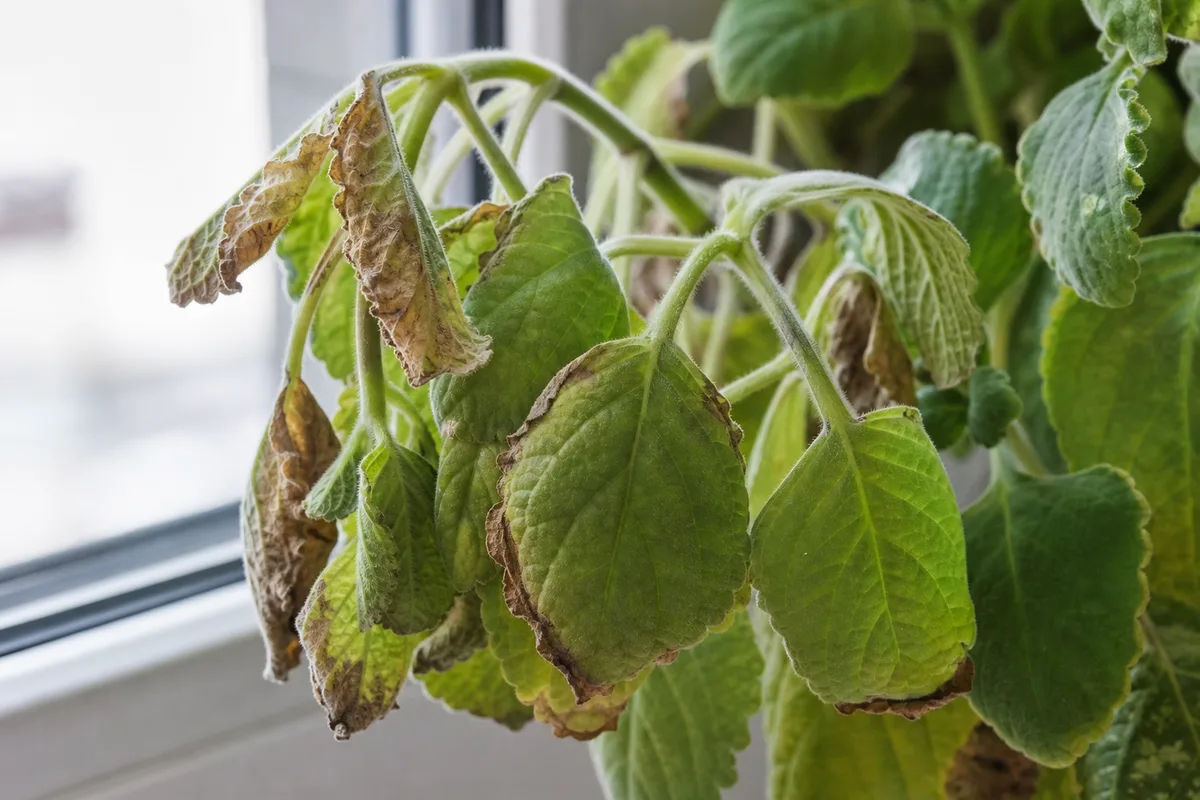Close-up of Draft Stress on Swedish Ivy - diagnostic detail