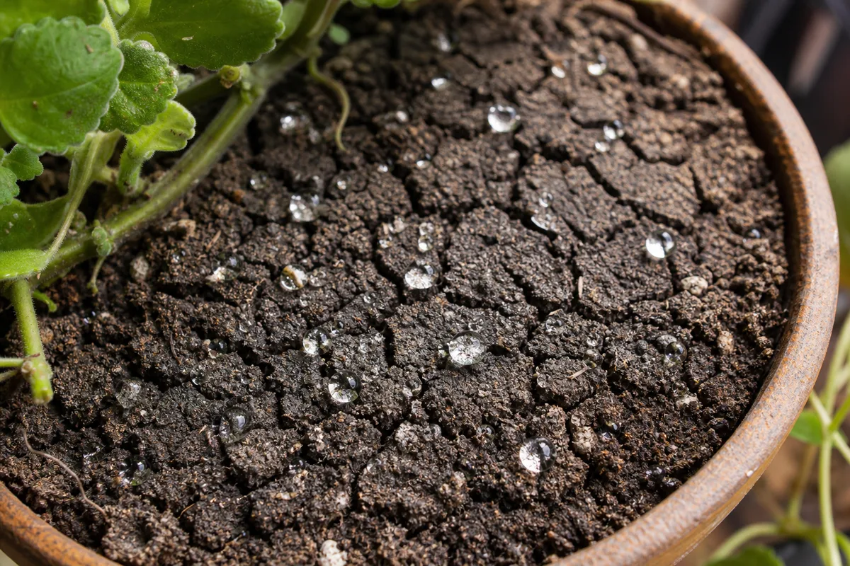 Close-up of Dry Hydrophobic Soil on Swedish Ivy - diagnostic detail